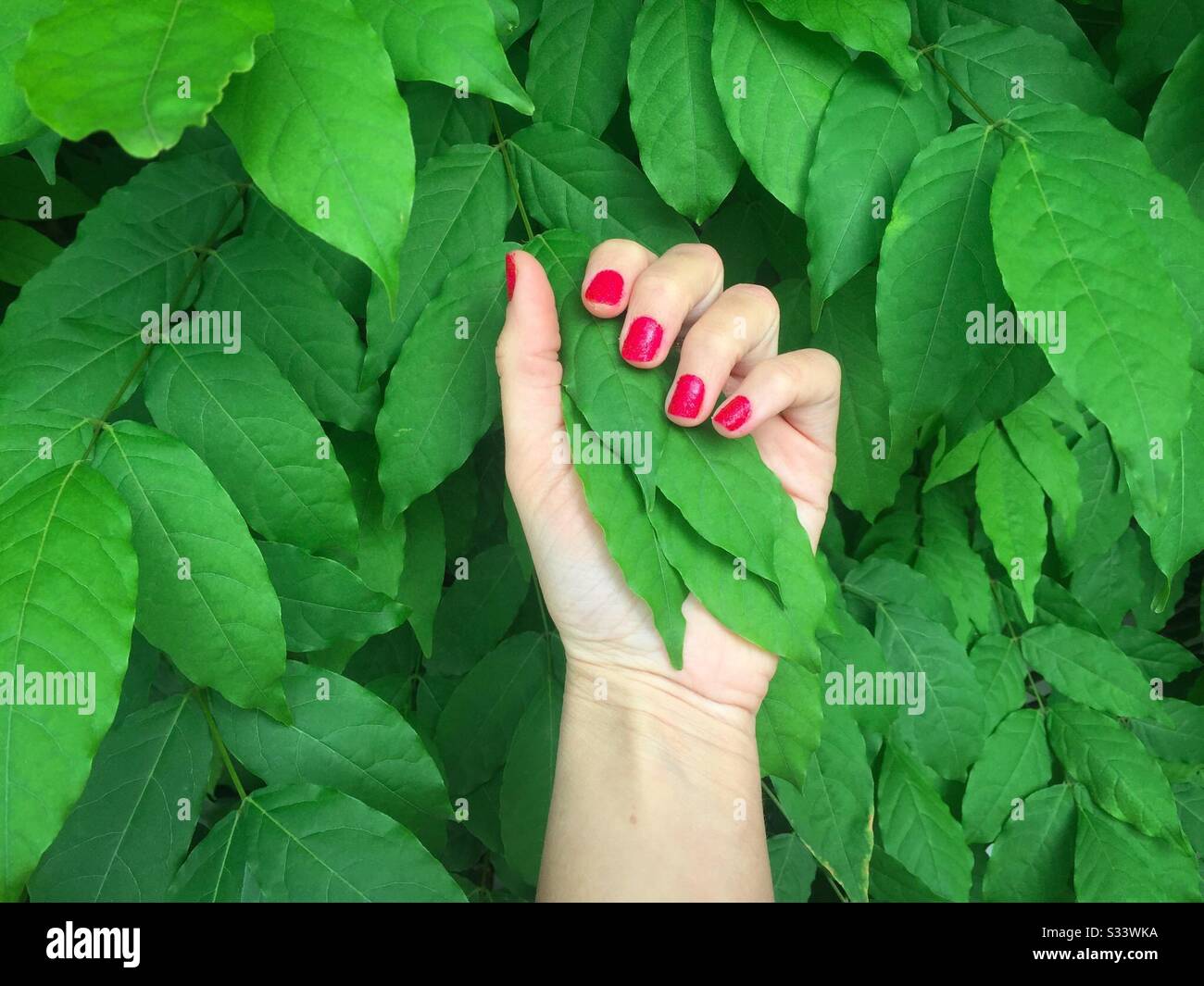 La mano della donna con chiodi rossi contro la parete di foglie verdi naturali Foto Stock