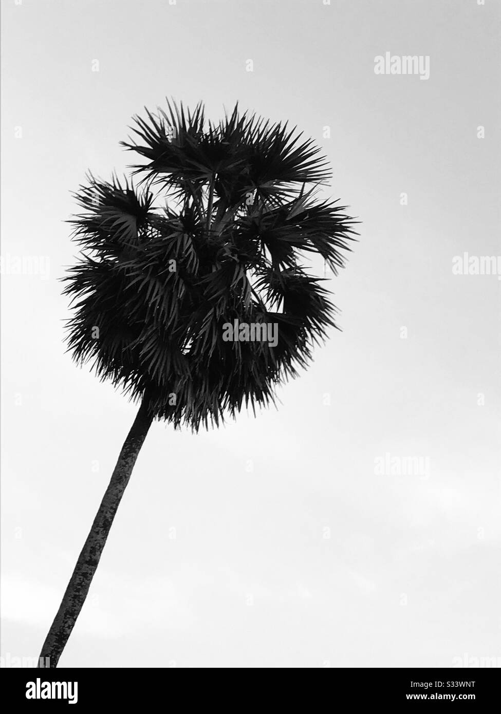 Un albero di palma alto singolo trovato vicino alla mia casa nella mia città natale in India - bevanda indiana Toddy & frutta giovane di palma sono commestibile- modalità in bianco e nero Foto Stock