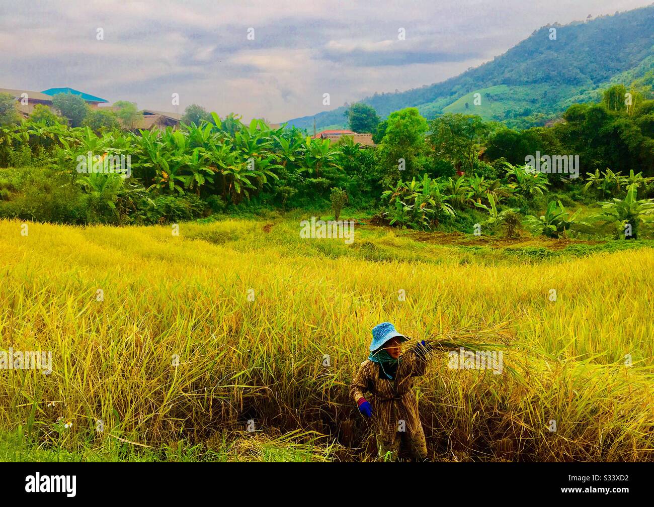 Risaia raccolto nel nord della Thailandia. - Immagine stock catturata con smartphone