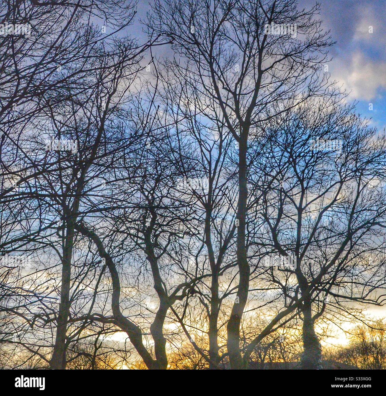 Treescape quando la luce del giorno splende attraverso gli alberi Foto Stock