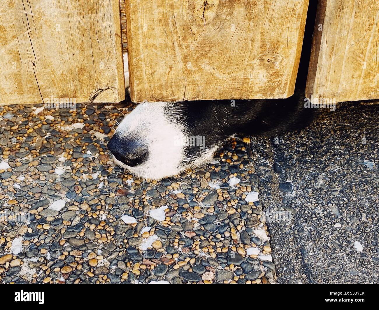 Naso e museruola del cane che si stagliano sotto una recinzione di legno Foto Stock