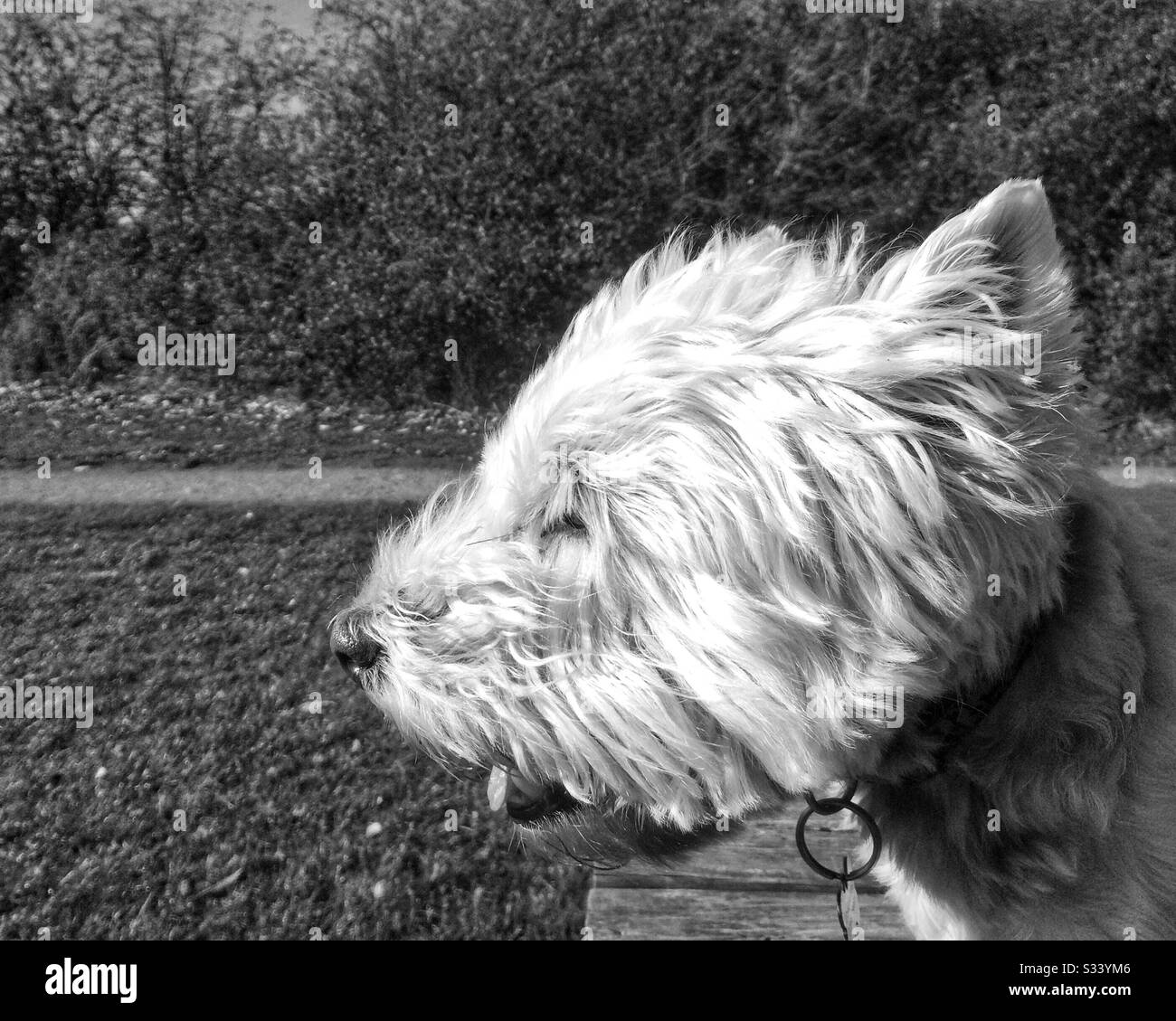 West Highland White Terrier, avendo una brutta giornata di capelli, di fronte a un forte vento. Foto Stock
