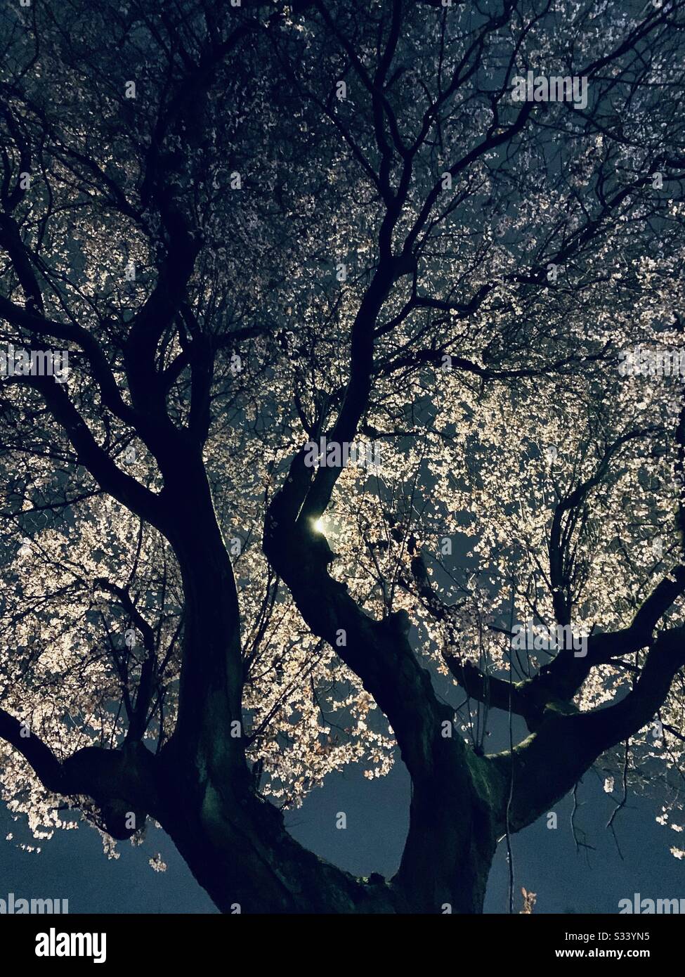 Albero di fiori di notte illuminato da lampione Foto Stock