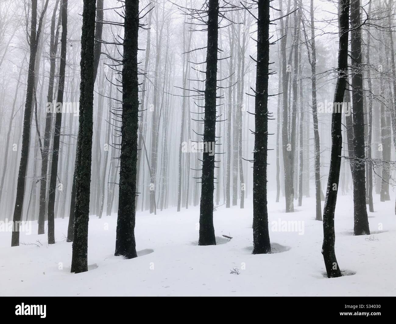 Silhouette di alberi nudi circondata da nebbia in inverno Foto Stock