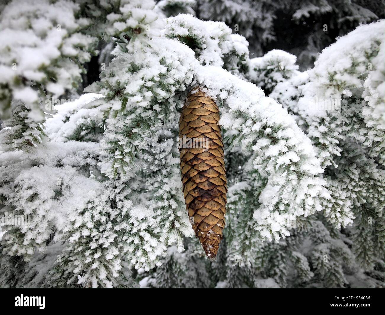 Pinecone in inverno - Immagine stock catturata con smartphone