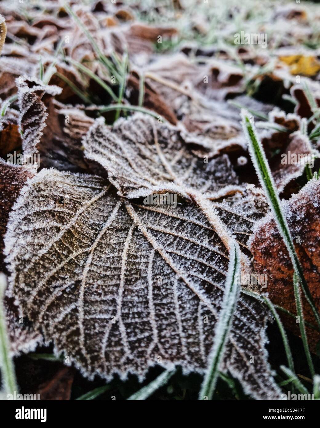 Primo piano di foglie ghiacciate e congelate a terra. Foto Stock