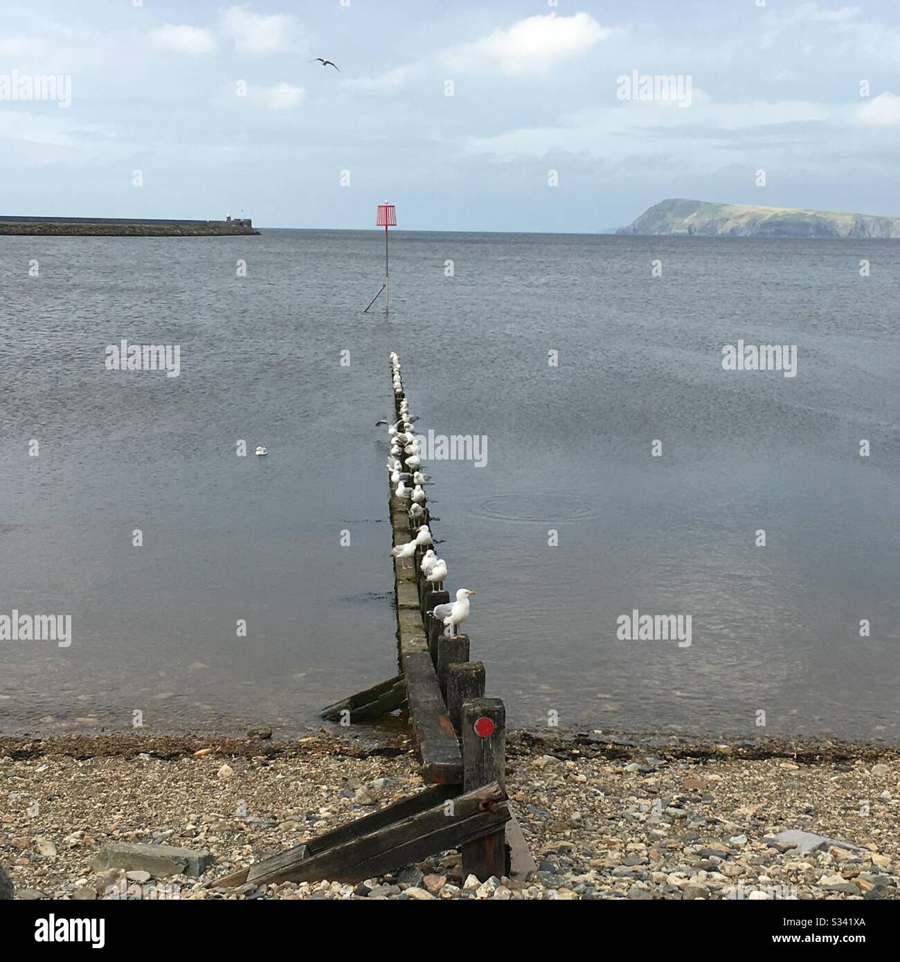 Gabbiani seduti in una linea su un groyne fuori al mare Foto Stock