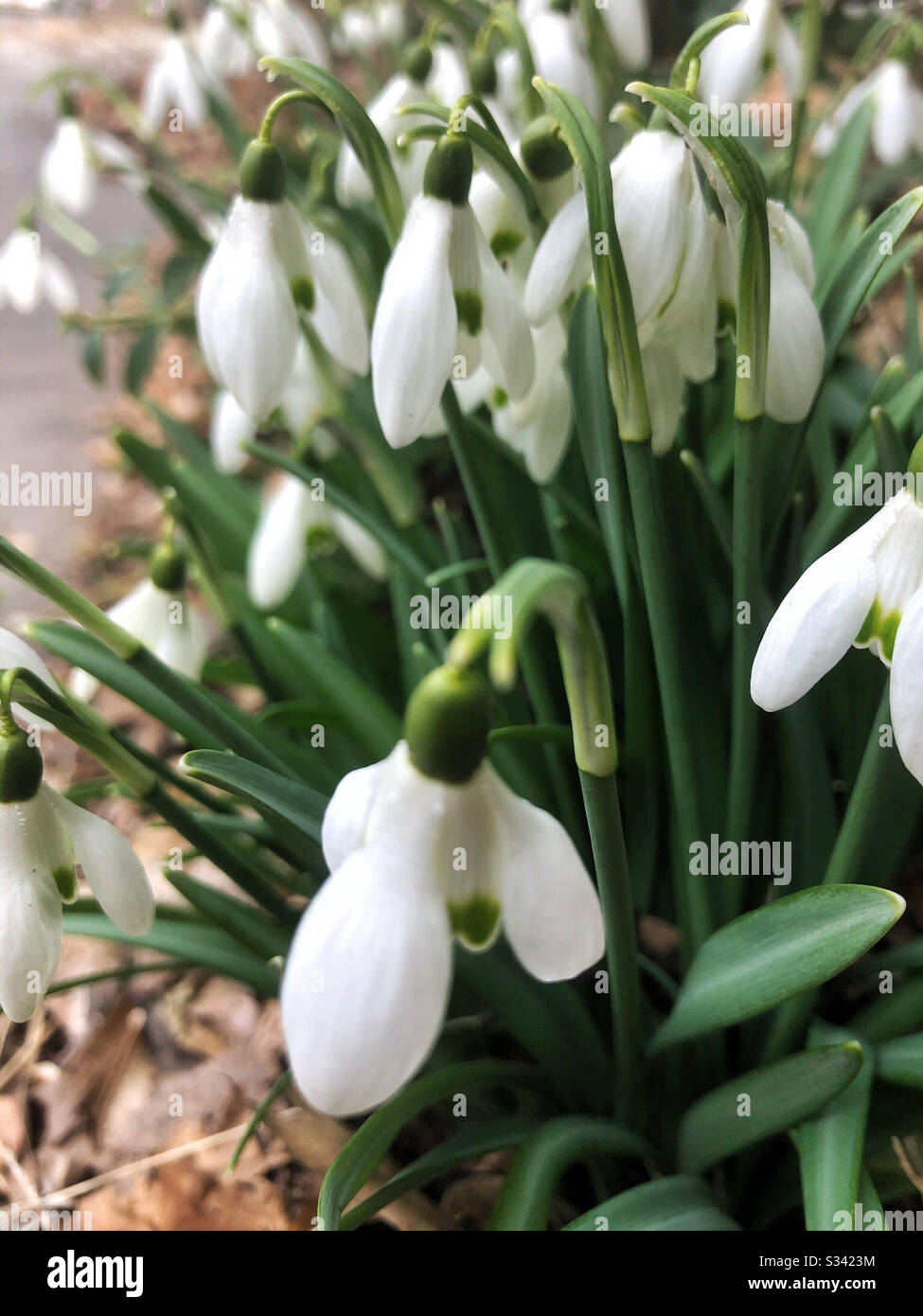 Le gocce di neve sono uno dei primi fiori di primavera - Immagine stock catturata con smartphone