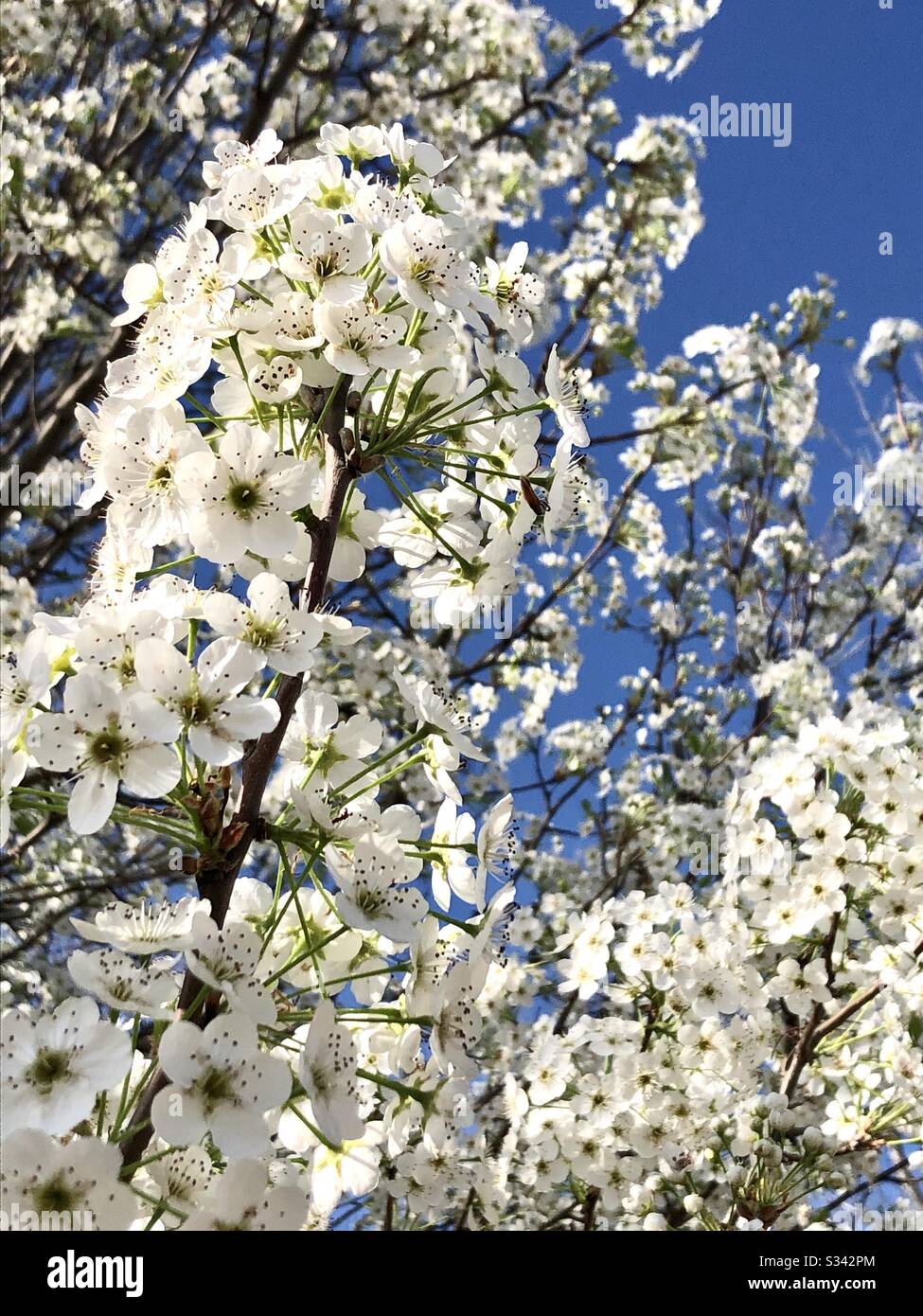 Bradford pear tree in bloom Foto Stock