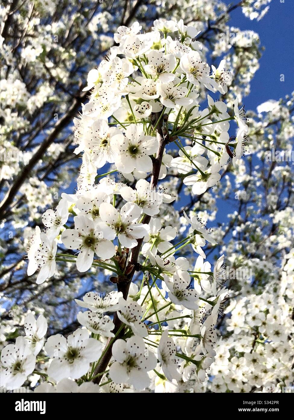 Bradford pear tree in bloom Foto Stock