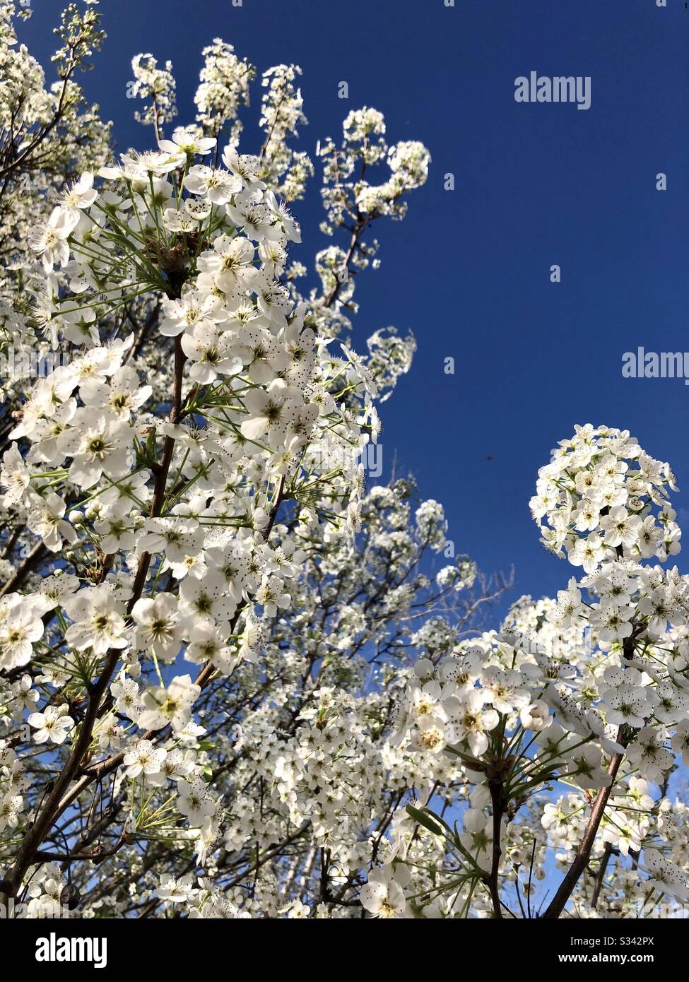 Bradford pear tree in bloom Foto Stock