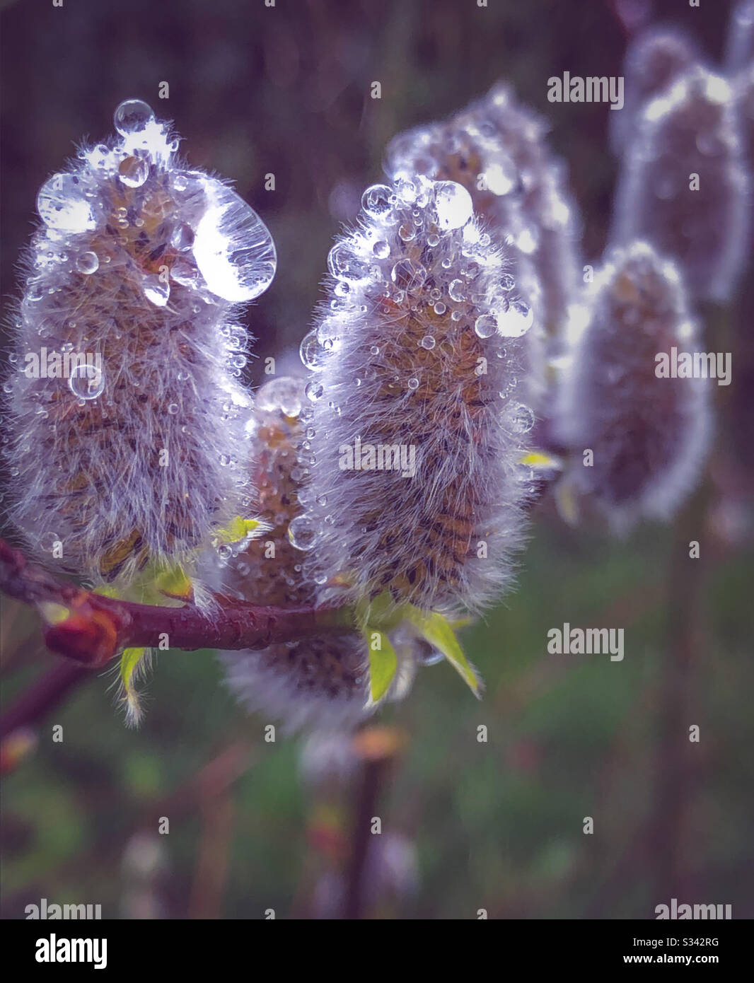 germogli di primavera salice giovani con gocce di pioggia Foto Stock