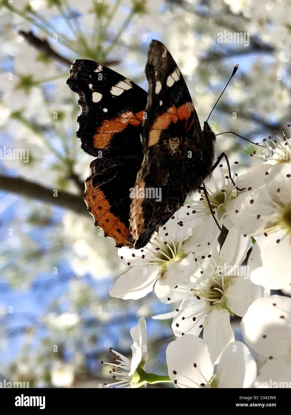 Farfalla ammiraglio rosso su fiori di pera Bradford bianco Foto Stock