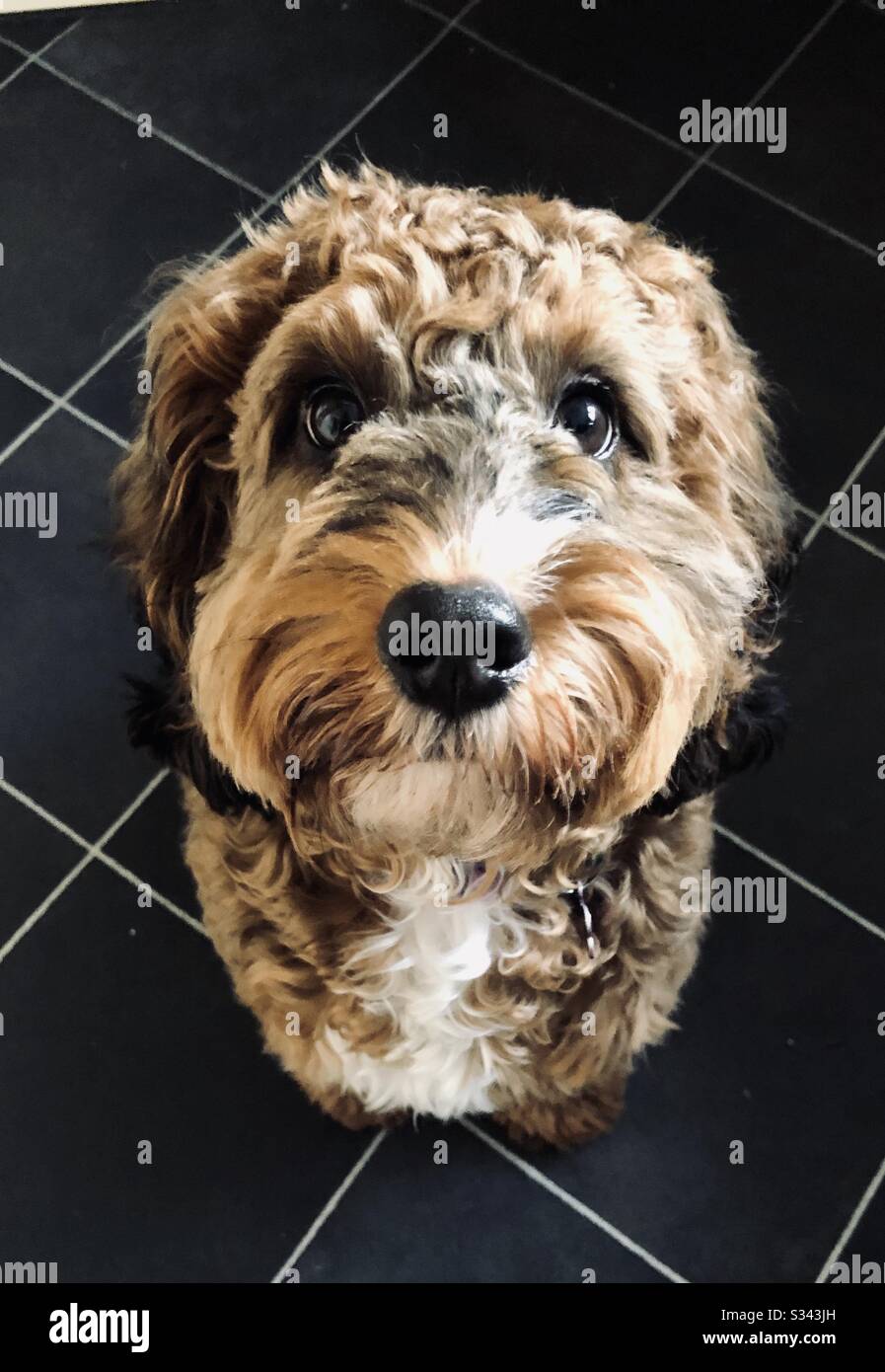 Cucciolo di cockapoo da vicino - Immagine stock catturata con smartphone