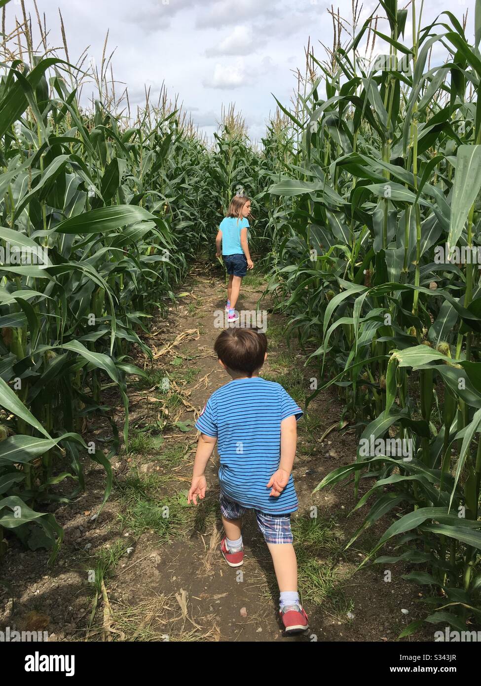 Bambini che corrono attraverso un labirinto di mais in un campo di mais Foto Stock