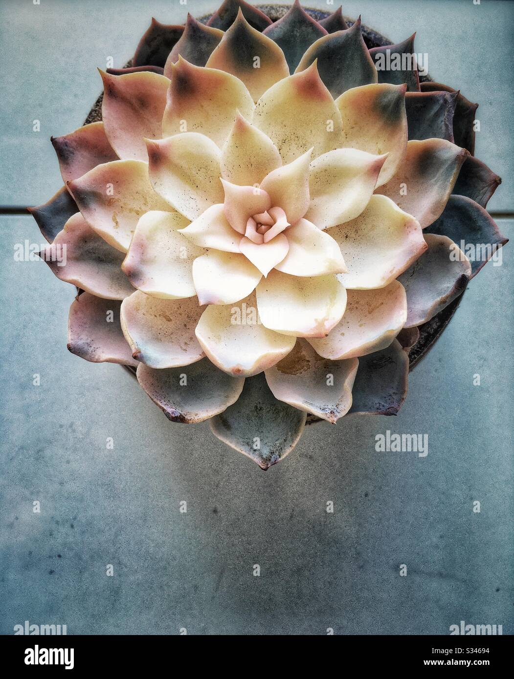 Succulente - Immagine stock catturata con smartphone