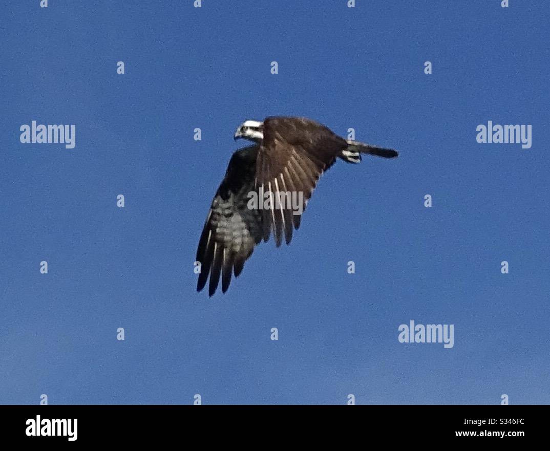 Osprey, Florida - Immagine stock catturata con smartphone