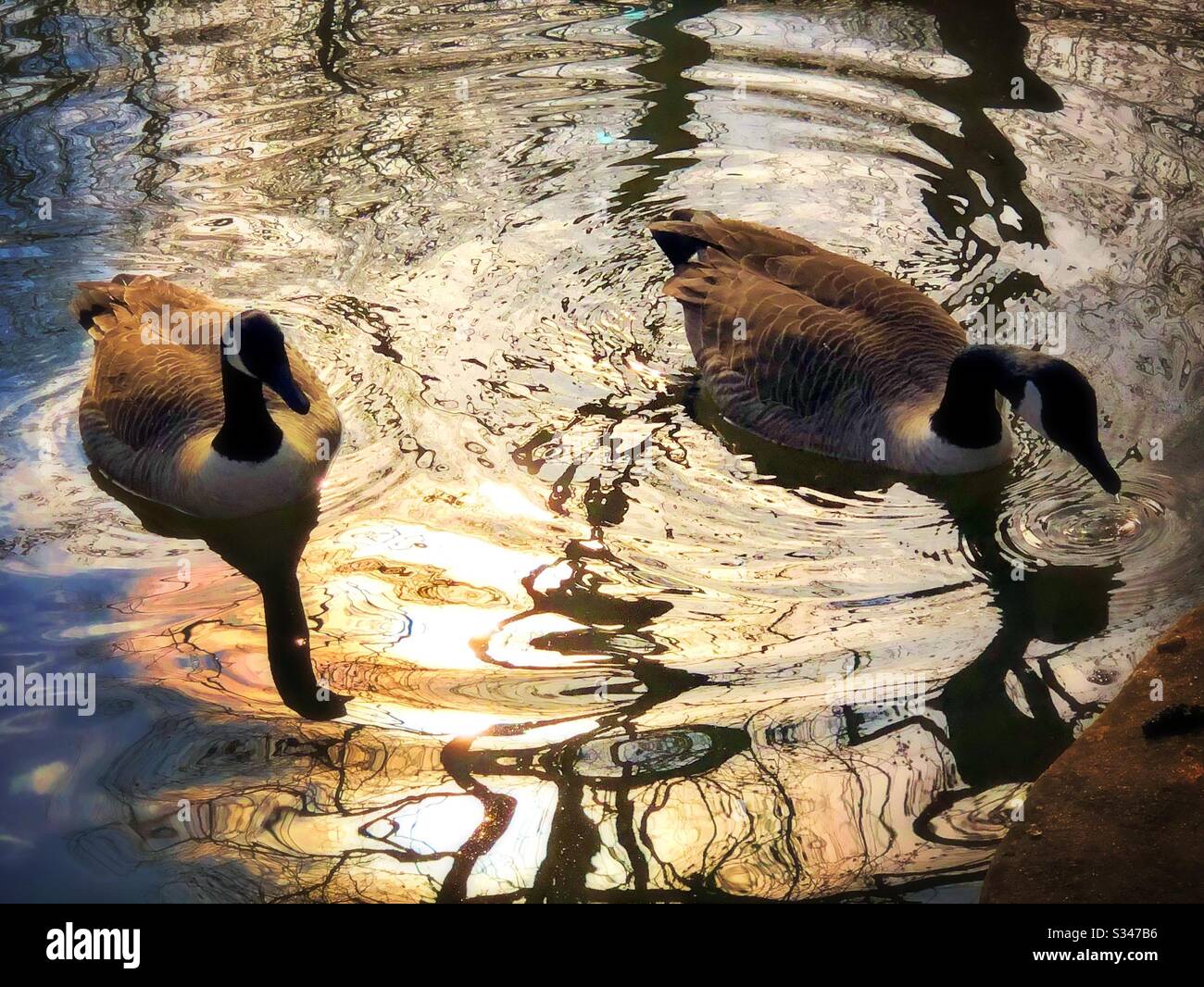 Coppia di oche canadesi in stagno Foto Stock