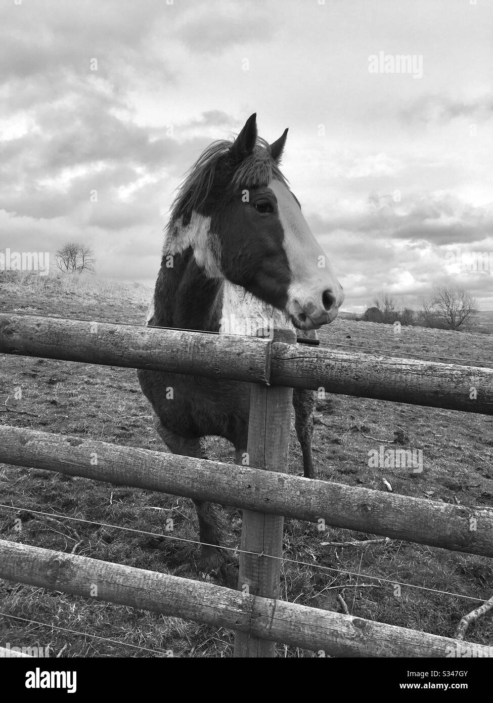 Cavallo in campo - bianco e nero Foto Stock