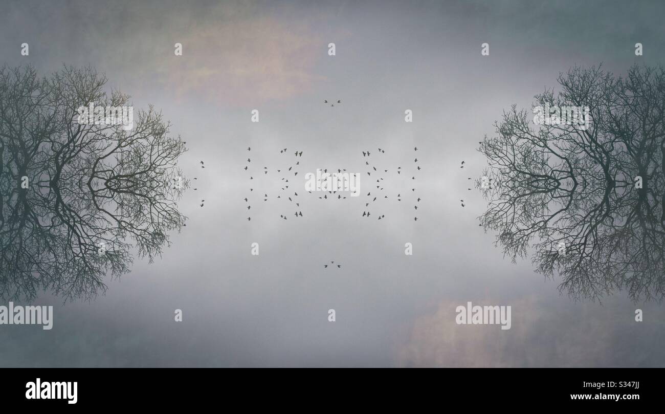 Fantasy alberi uccelli e nebbia Foto Stock