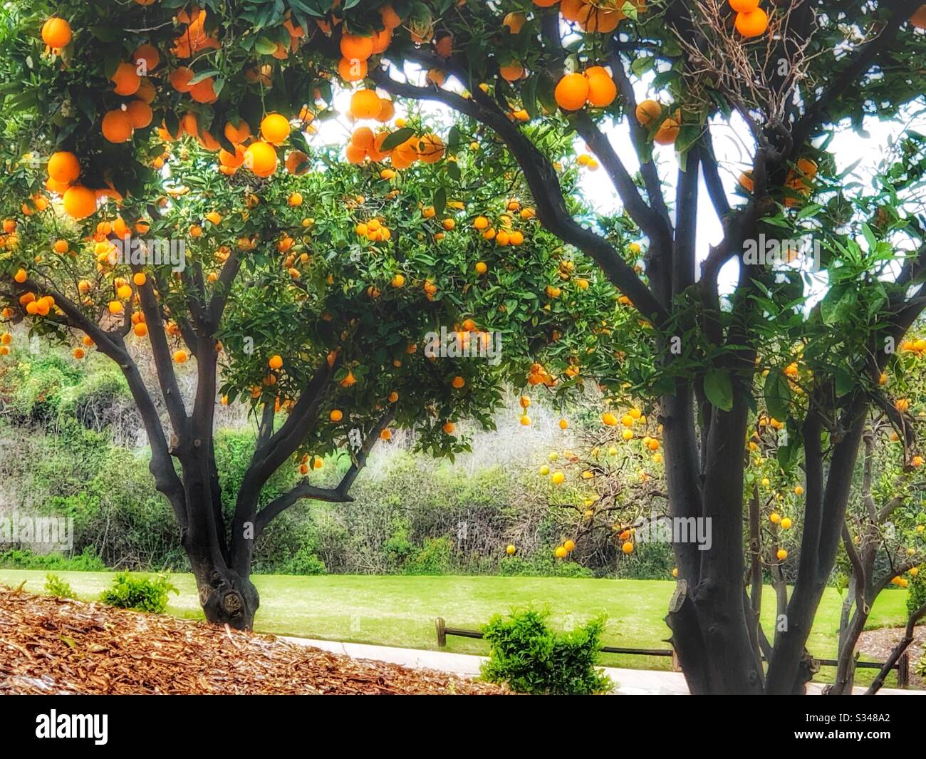 Un aranceto a San Diego, California. Foto Stock