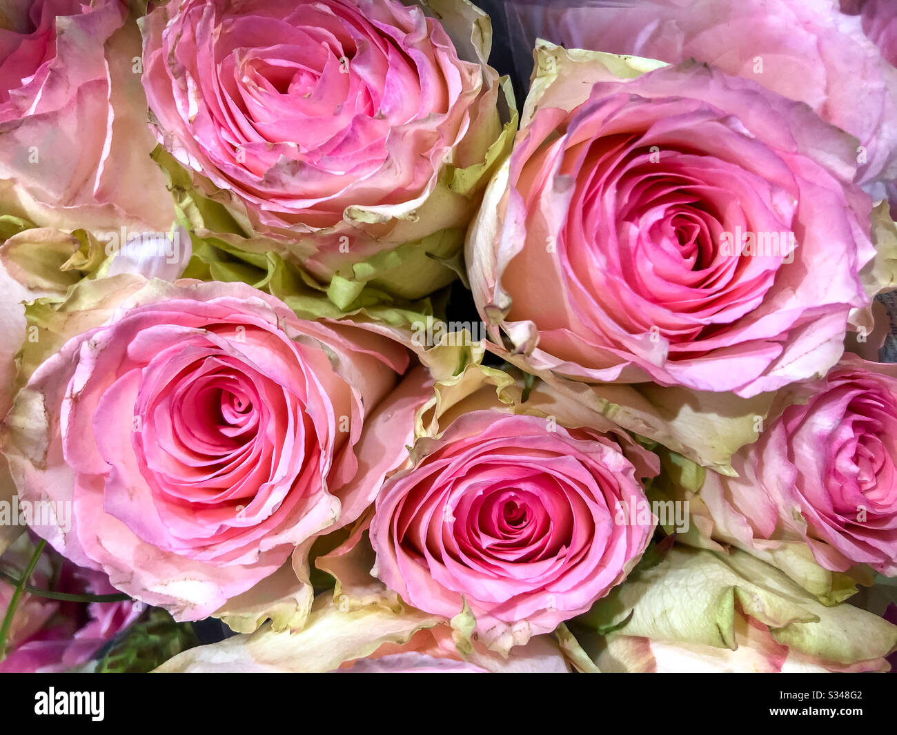 Bouquet di rose rosa. Foto Stock