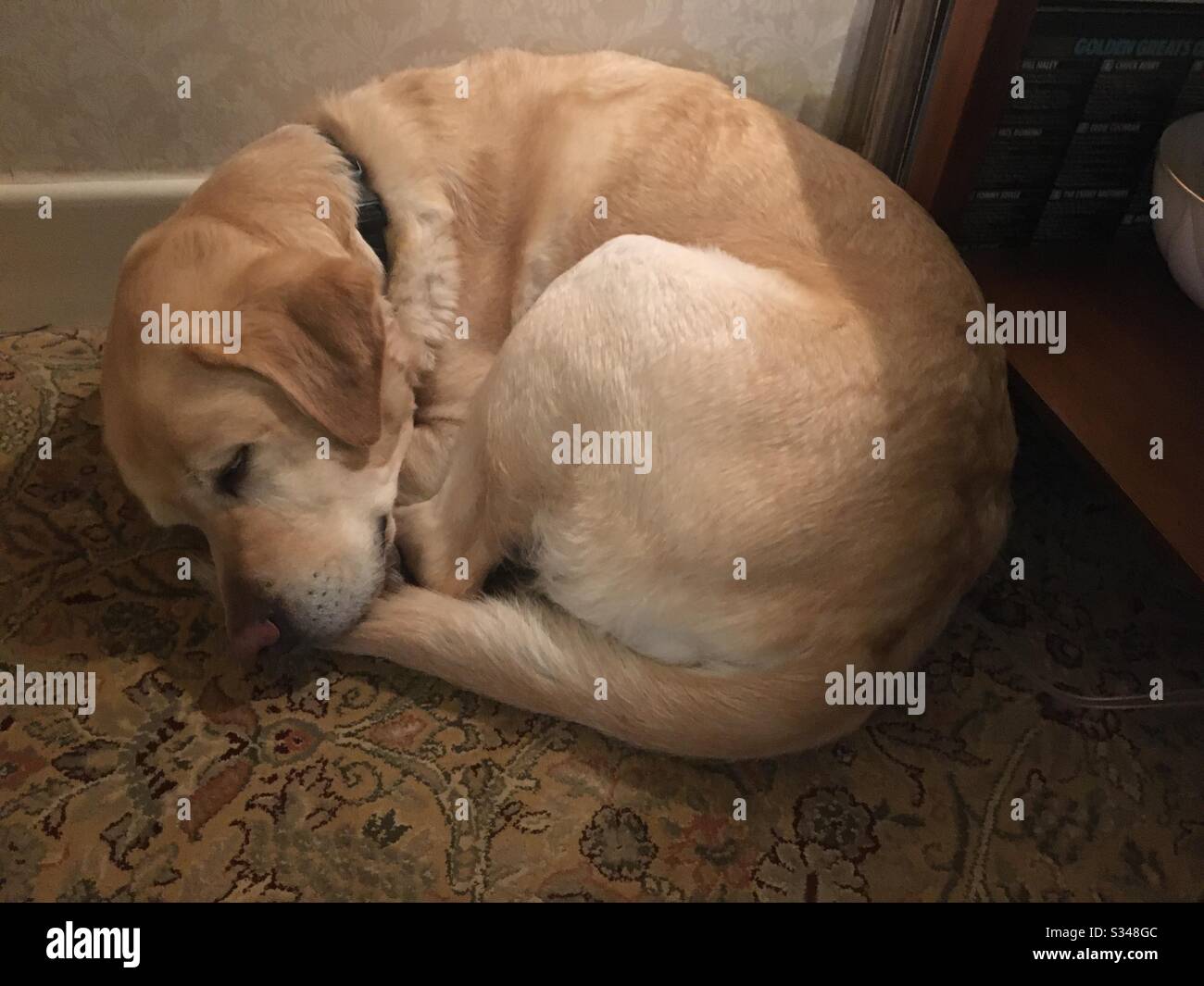 Lasciare i cani a pelo menzogna. Foto Stock