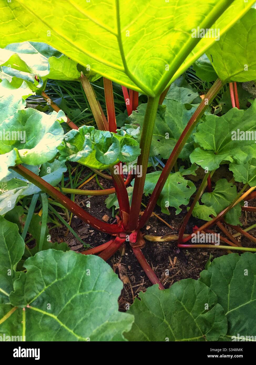 Piante di rabarbaro in un giardino domestico, Blue Mountains, NSW, Australia - Immagine stock catturata con smartphone