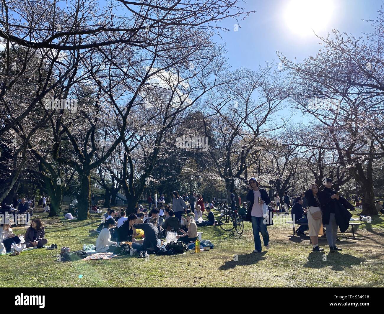 Folla massiccia al parco di Yoyogi nonostante il governo che avverte di non tenere i ciliegi fiori di osservazione feste Foto Stock