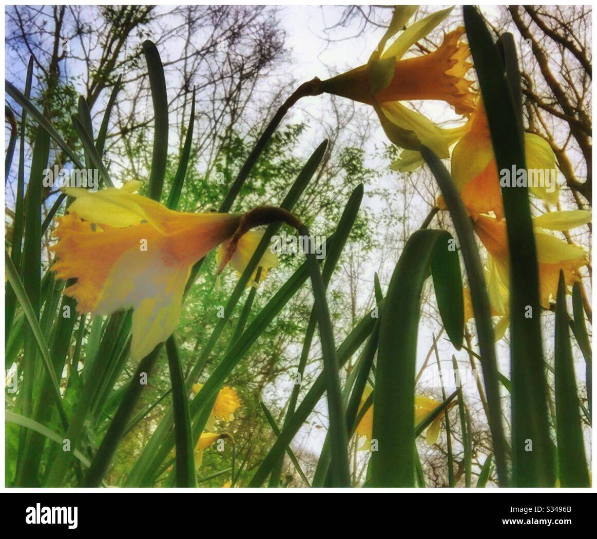 Fiori di primavera Foto Stock