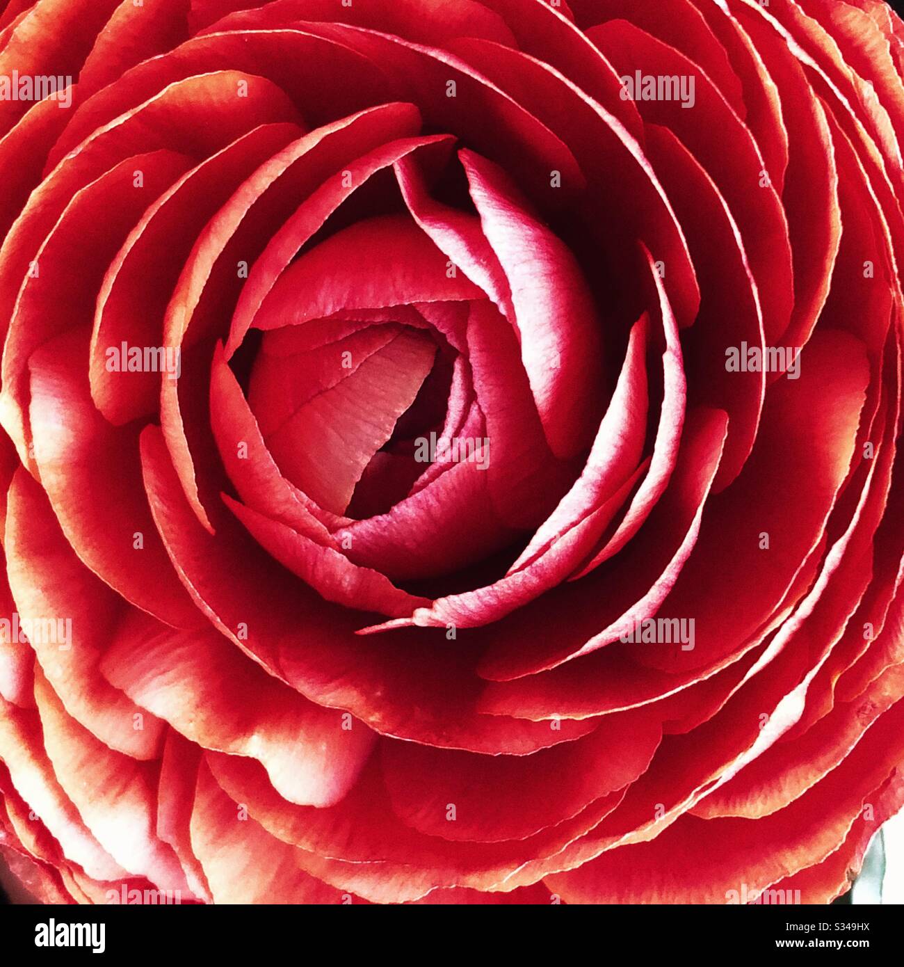 Rosso ranuncolo fiore Foto Stock