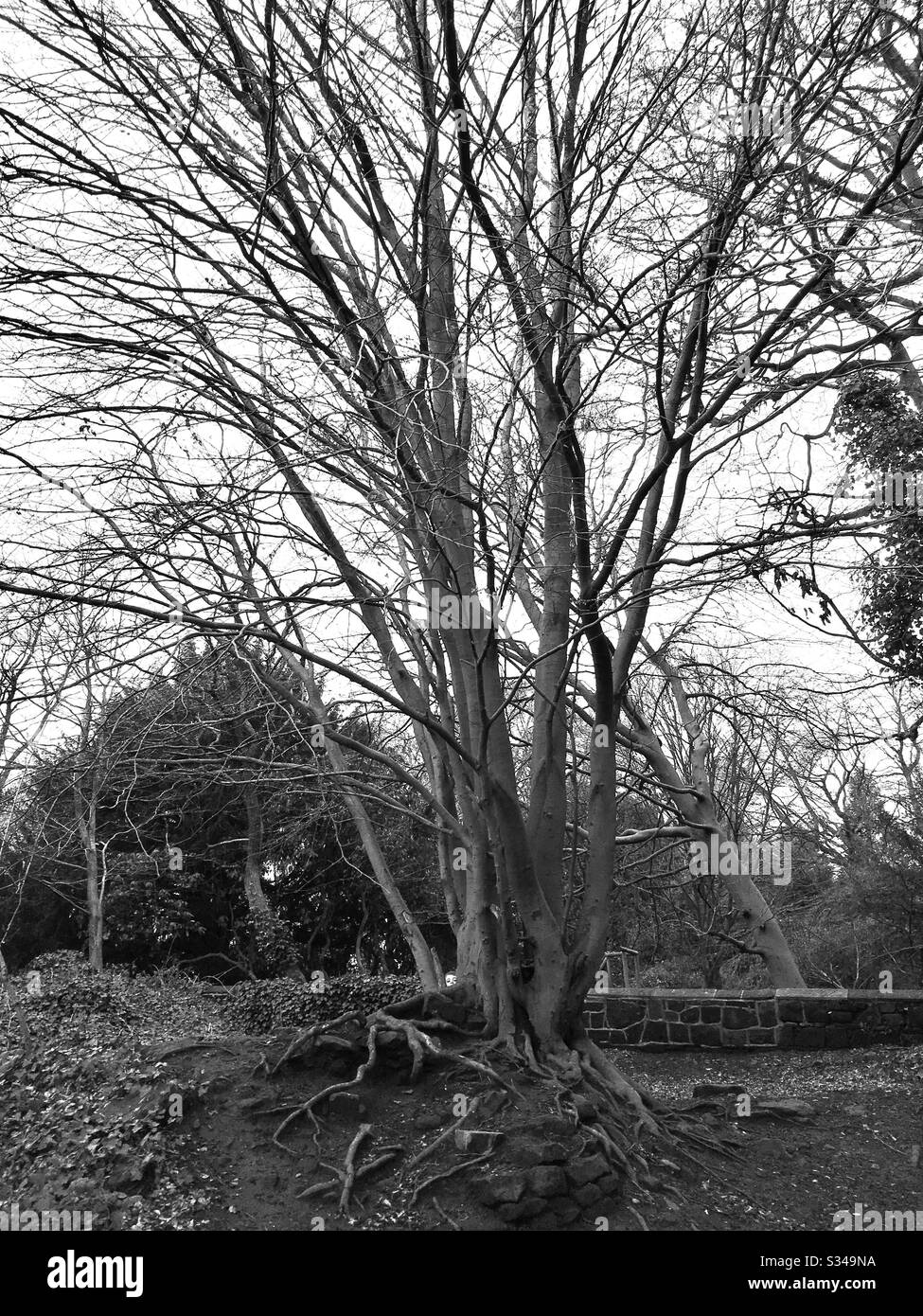 Nascondi e cerca dietro un albero - Immagine stock catturata con smartphone