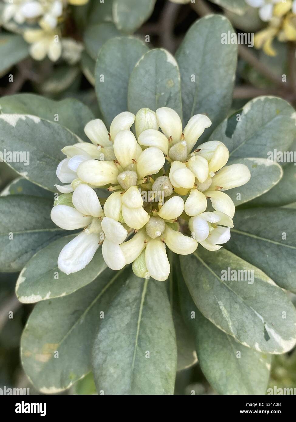 Pitasporium variegato bianco fiorisce Foto Stock