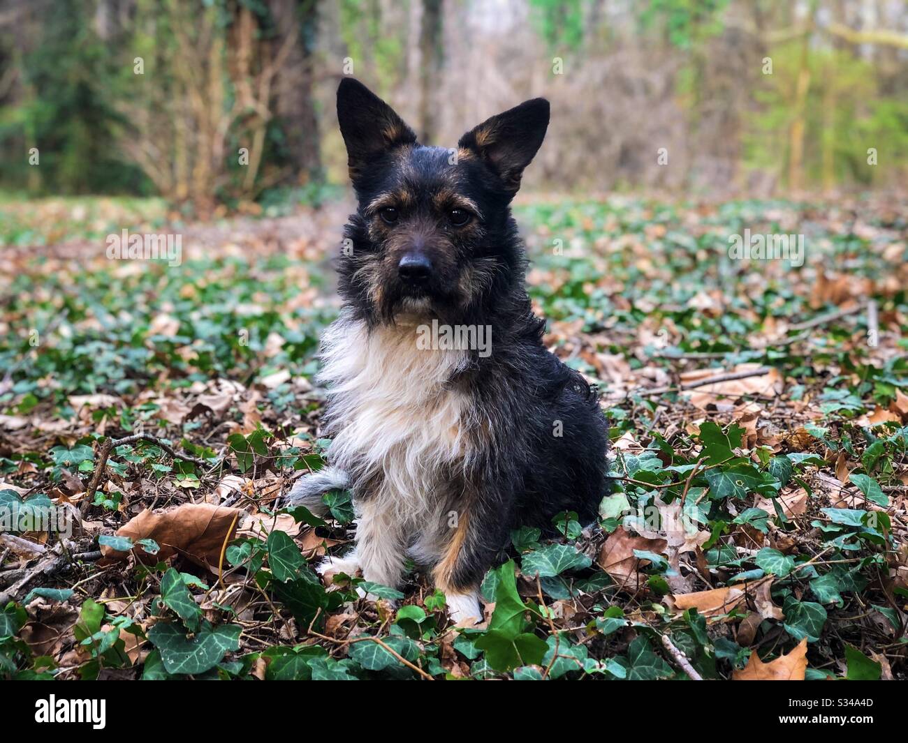 Piccolo cane con grandi orecchie nella foresta - Immagine stock catturata con smartphone