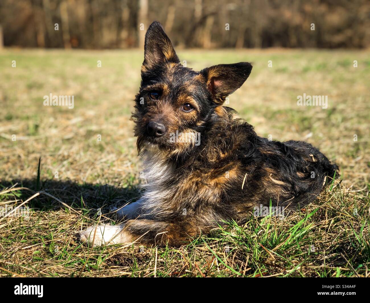 Piccolo cane con grandi orecchie poggiate sull'erba - Immagine stock catturata con smartphone