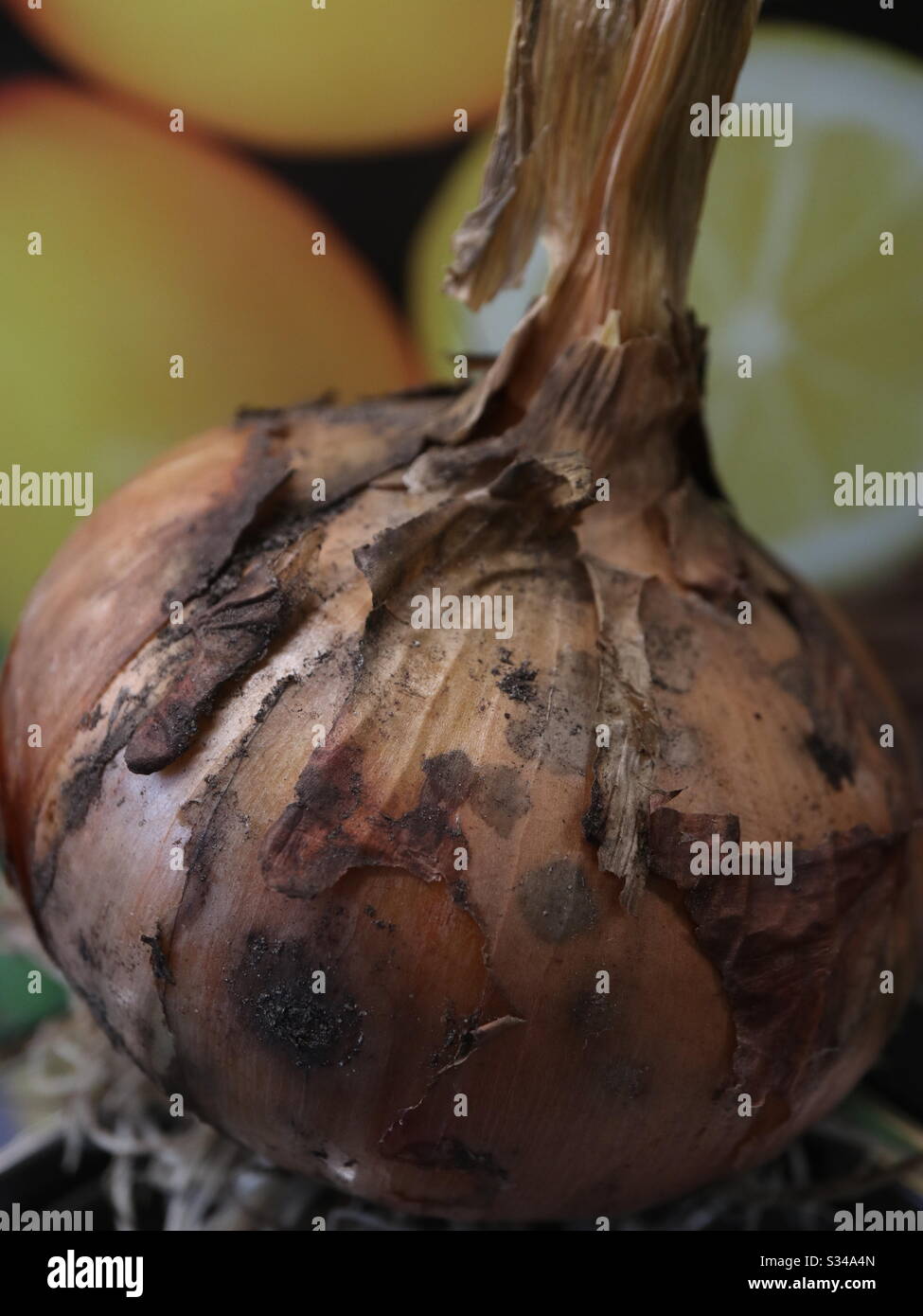 Conosci le tue cipolle! - Immagine stock catturata con smartphone