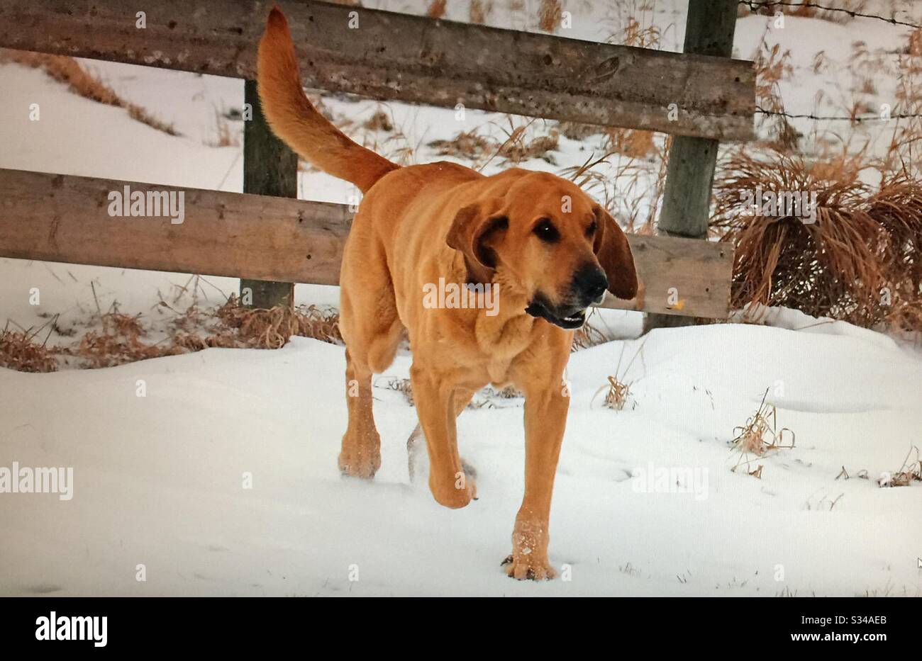 Sangue di sangue, cane da guardia agricola e il migliore amico dell'uomo - Immagine stock catturata con smartphone