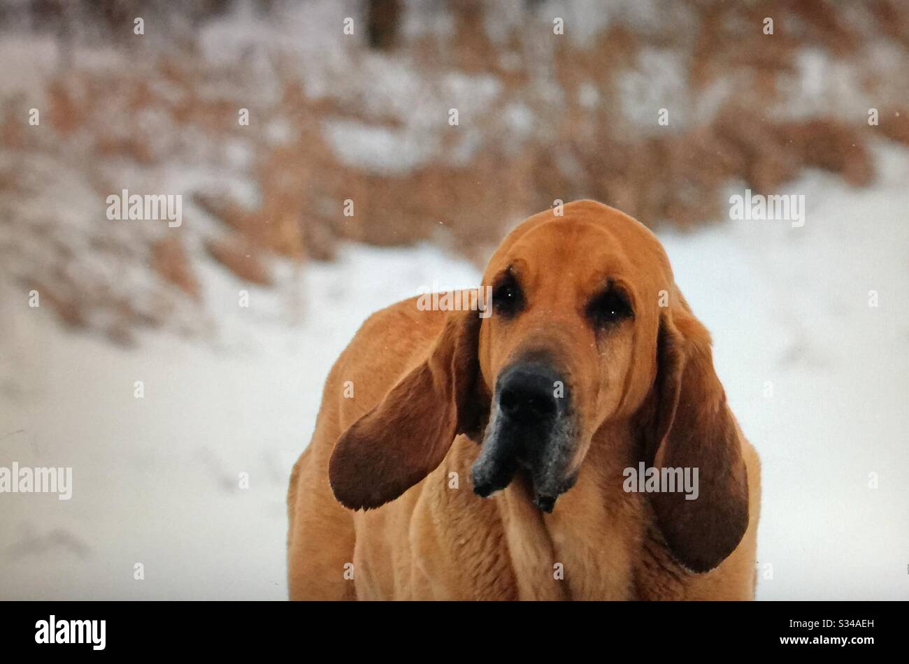 Sangue di sangue, cane da guardia agricola e il migliore amico dell'uomo - Immagine stock catturata con smartphone