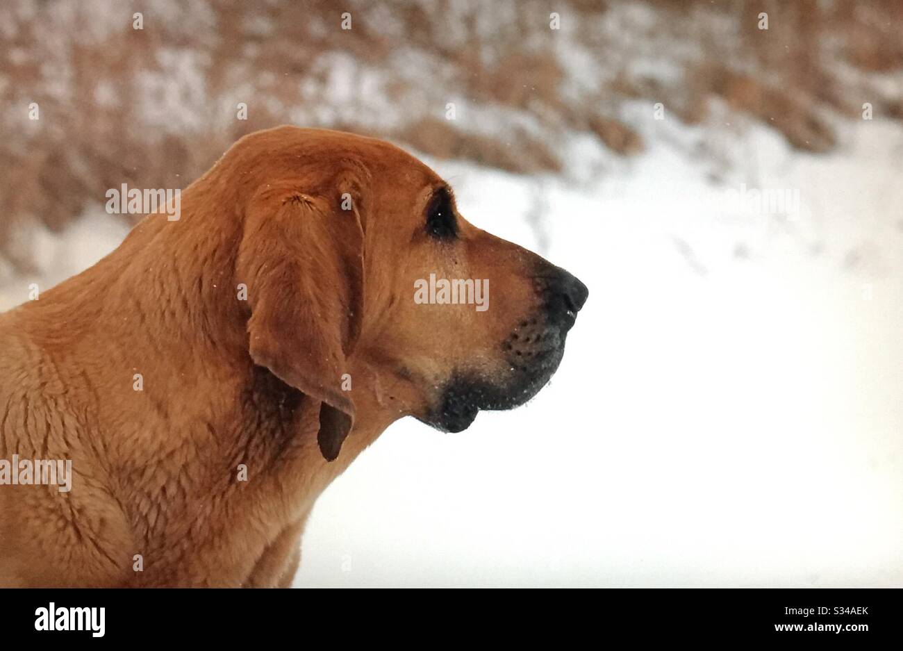 Sangue di sangue, cane da guardia agricola e il migliore amico dell'uomo - Immagine stock catturata con smartphone