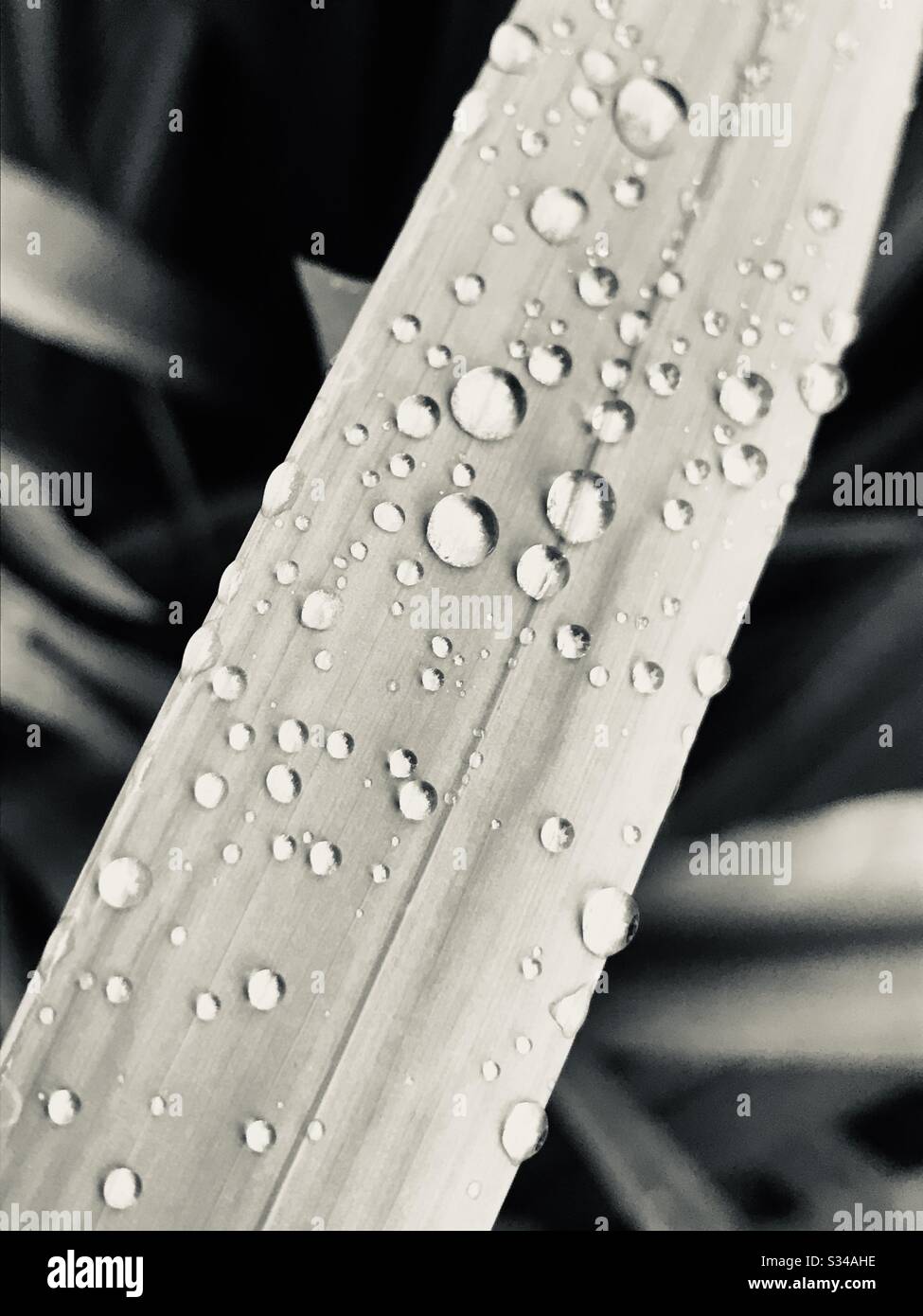Gocce d'acqua sulle foglie di giglio - prese dopo una forte doccia di pioggia - primo piano foto con modalità bianco e nero Foto Stock