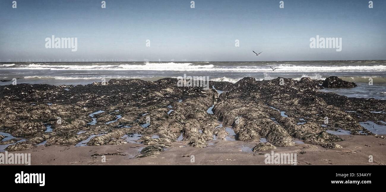 Bassa marea che espone la barriera corallina di gesso Broadstairs in Kent Foto Stock