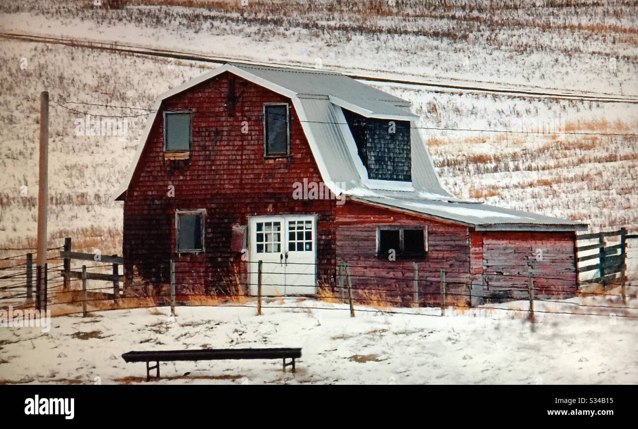 Cortile e vecchio fienile tetto rosso con un magro-a, Alberta, Canada Foto Stock