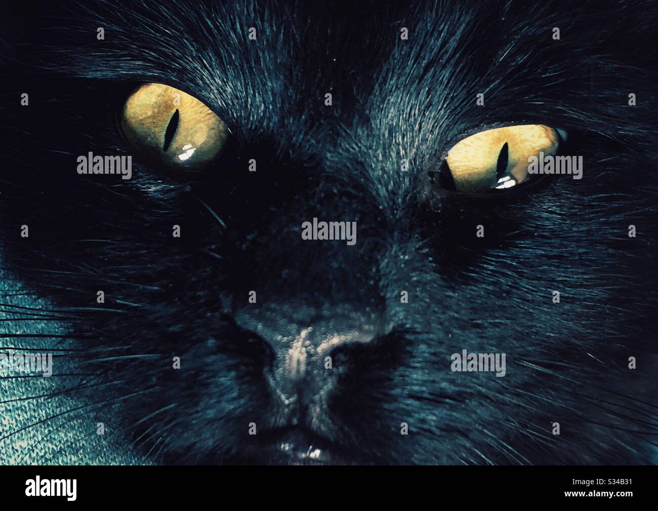 Primo piano del viso nero del gatto con occhi gialli Foto Stock