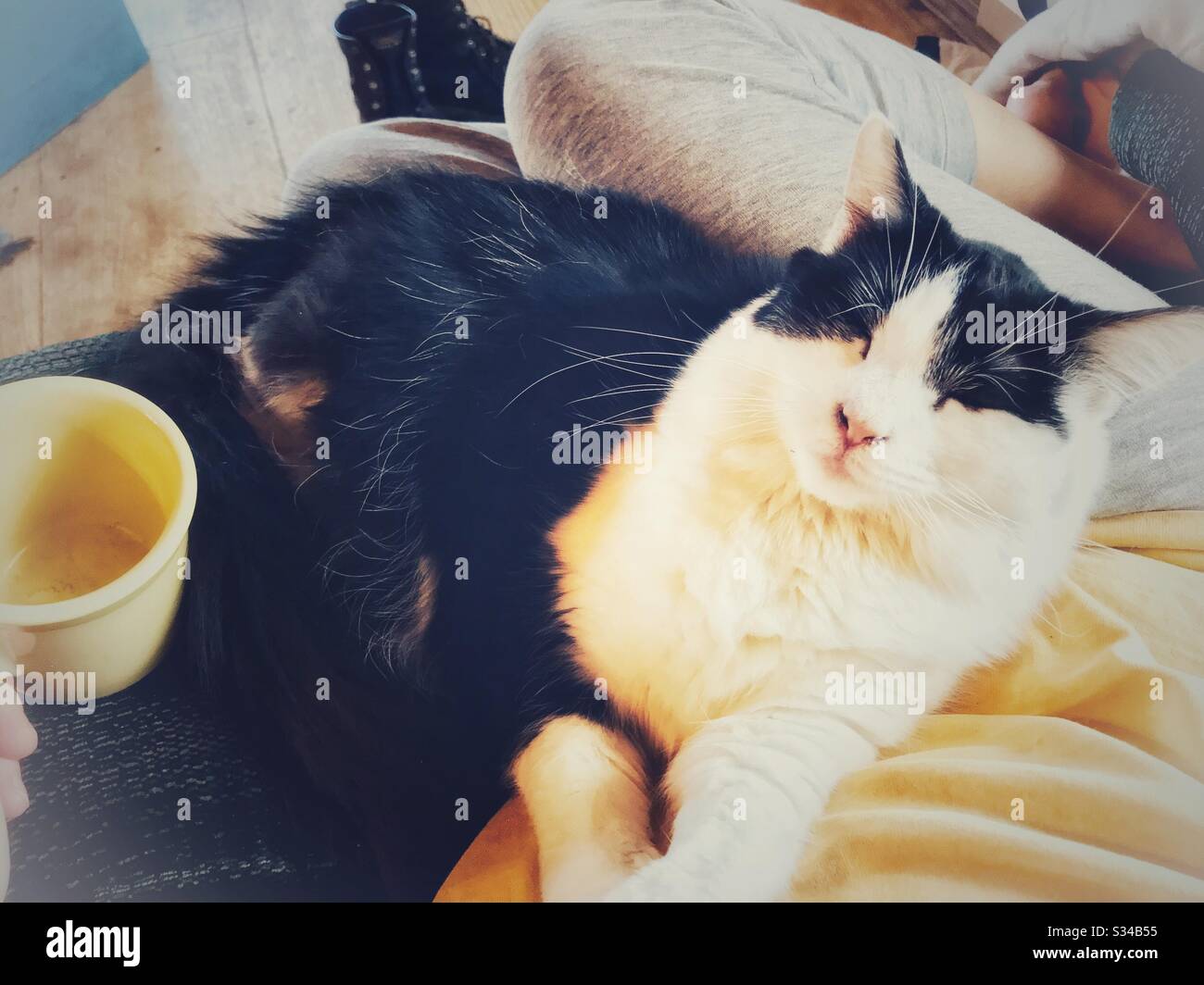 Contenuto gattino in grembo, accanto a tazza di caffè vuota Foto Stock