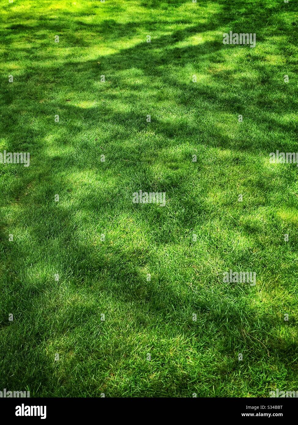 Ombre di un albero su un prato d'erba Foto Stock