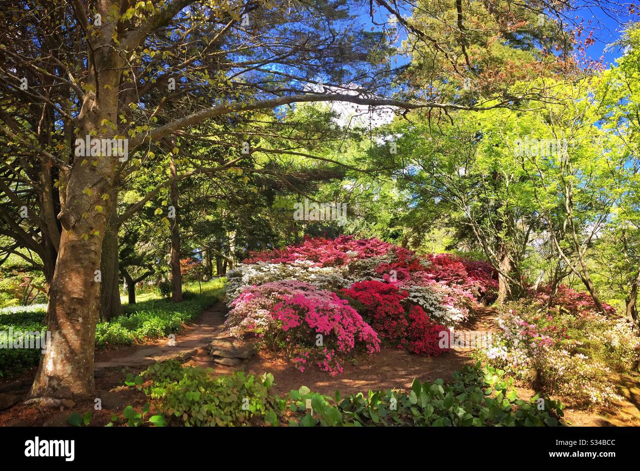 Un boschetto di azalee fiore in primavera in Everglades, un giardino patrimonio del National Trust, durante il Leura Gardens Festival, Blue Mountains, NSW, Australia - Immagine stock catturata con smartphone