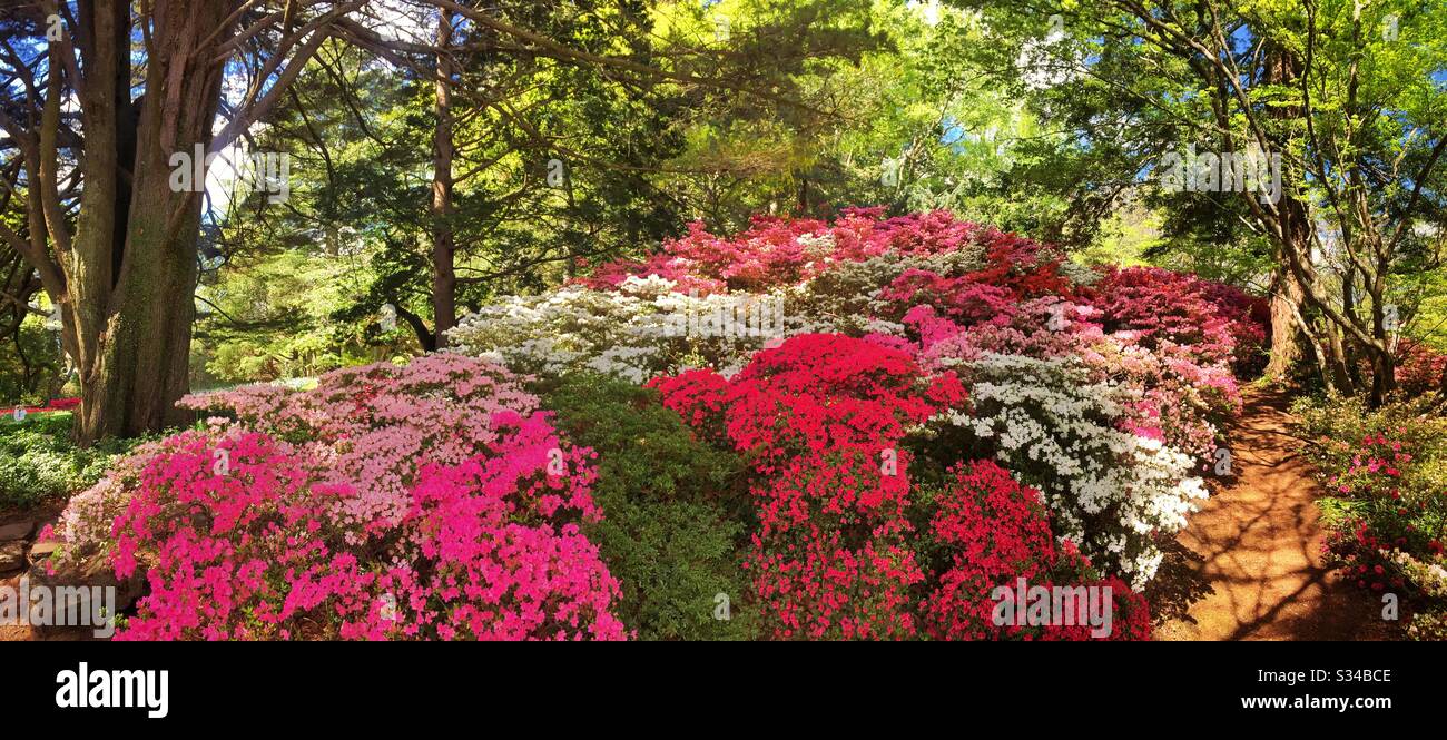 Un boschetto di azalee fiore in primavera in Everglades, un giardino patrimonio del National Trust, durante il Leura Gardens Festival, Blue Mountains, NSW, Australia - Immagine stock catturata con smartphone