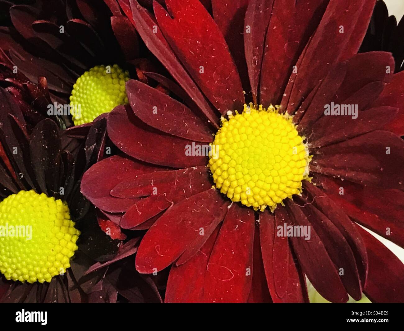 Rosso scuro colore singolo petalo Chrysanthemums per la vendita- osservi molto come daisies-fiore di maroon con petali di crisantemo centrati-gialli distanziati ugualmente intorno loro-vicino su-asciutto dell'acqua marks Foto Stock