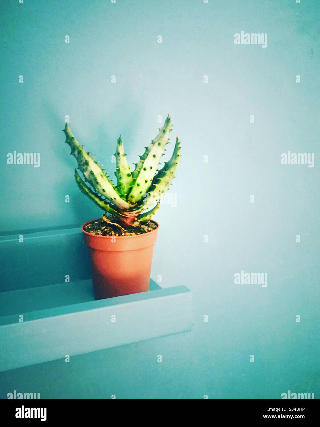 Una singola pianta di cactus su uno scaffale Foto Stock