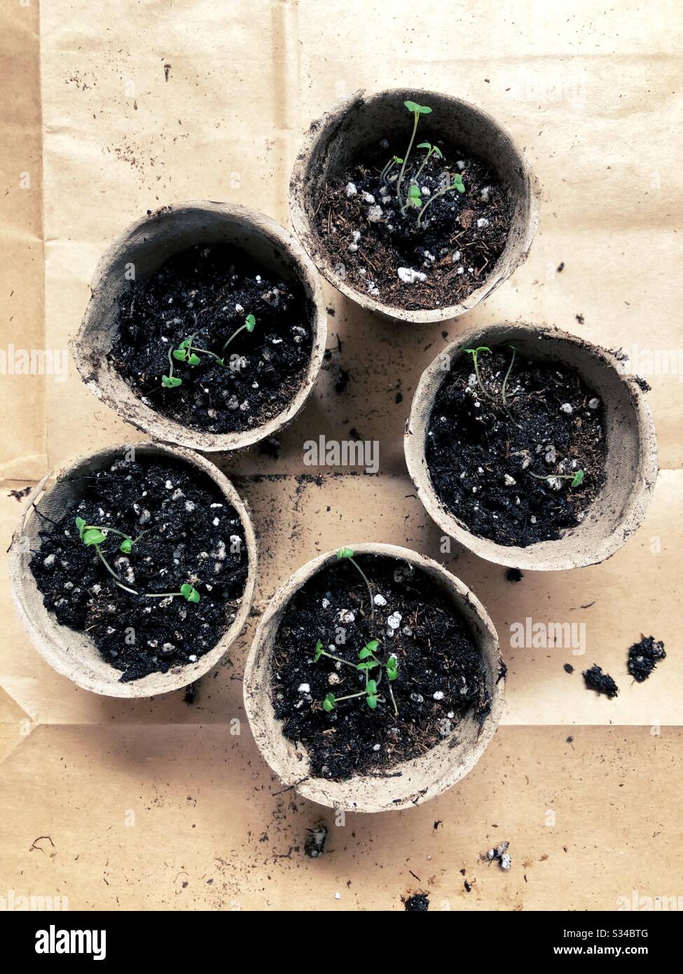 Giovani pianta che crescono in pentole compostabili. Foto Stock